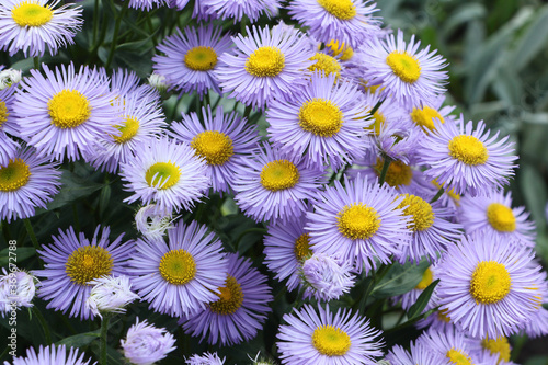 Blue camomiles in a summer garden