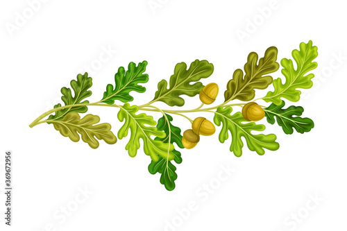 Oak Tree Branch with Green Leaves and Acorns Vector Illustration