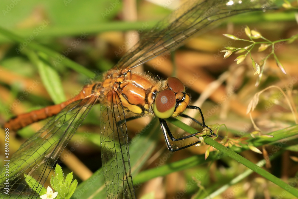 Gemeine Heidelibelle (Sympetrum vulgatum), Hamburg, Deutschland Gemeine Heidelibelle (Sympetrum vulgatum), Hamburg, Deutschland