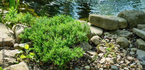 Bild auf Leinwand Original creeping Juniperus Procumbens Nana on stones by pond shore