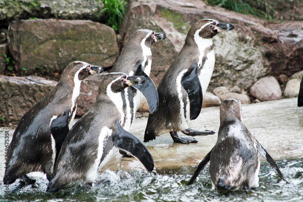 Obraz premium Humboldt-Pinguin