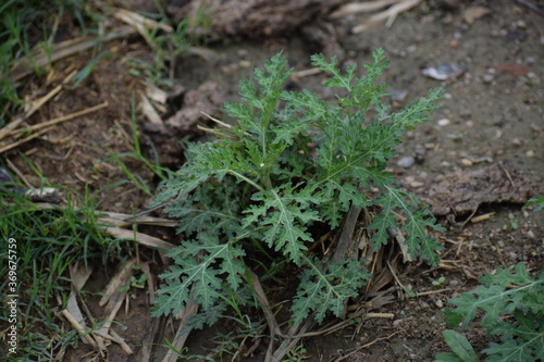 Parthenium hysterophorus OR Santa Maria feverfew is a species of flowering plant in family, Asteraceae.Native to the American tropics.In India, it is locally known as carrot grass, congress grass.