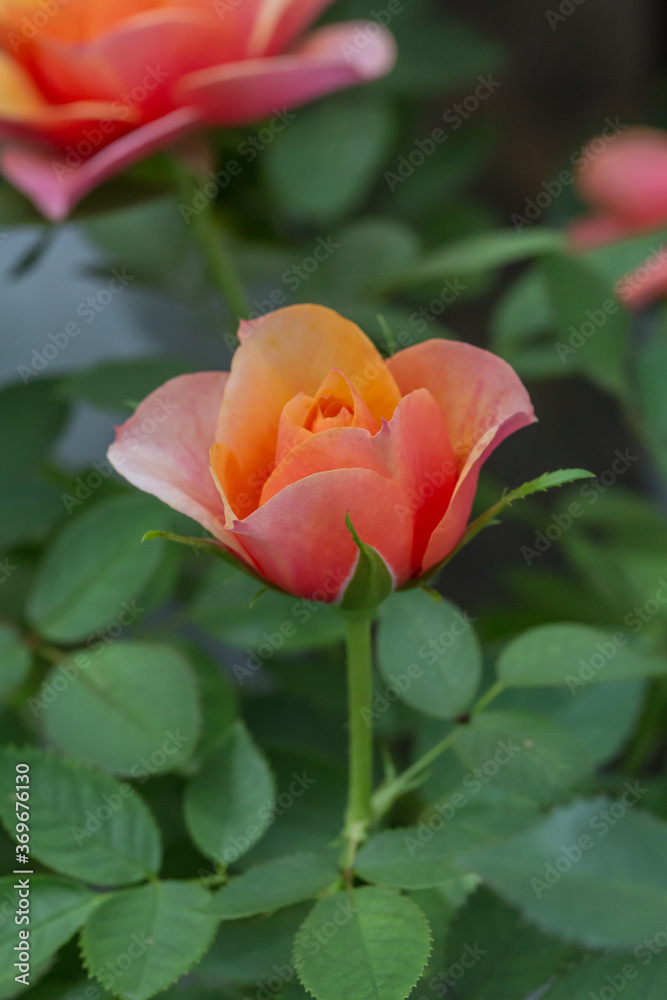 Spring outdoor blooming full bloom rose closeup,Rosa cultivars Floribunda Spring outdoor blooming full bloom rose closeup,Rosa cultivars Floribunda