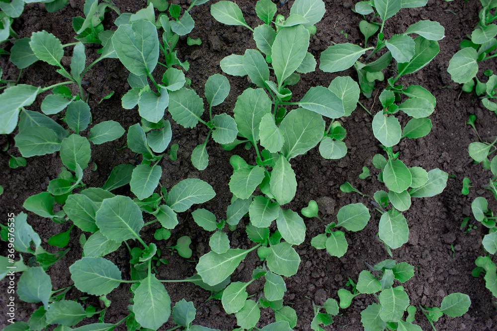 Beds of seedlings of early cabbage Beds of seedlings of early cabbage