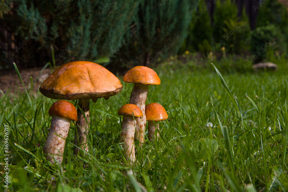 Pick up in the woods. Noble mushroom in a glade. Two mushrooms on the edge. The name of the fungus is Léccinum. Many mushrooms in the wild with soft bokeh. Pick up in the woods. Noble mushroom in a glade. Two mushrooms on the edge. The name of the fungus is Léccinum. Many mushrooms in the wild with soft bokeh.