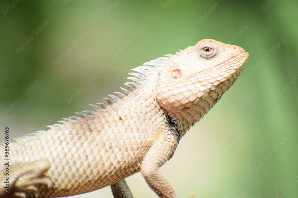 The Indian chameleon(Chamaeleo zeylanicus) is found in Sri Lanka, India, and other parts of South Asia. This species has a long tongue, feet that are shaped into bifid claspers, a prehensile tail. The Indian chameleon(Chamaeleo zeylanicus) is found in Sri Lanka, India, and other parts of South Asia. This species has a long tongue, feet that are shaped into bifid claspers, a prehensile tail.