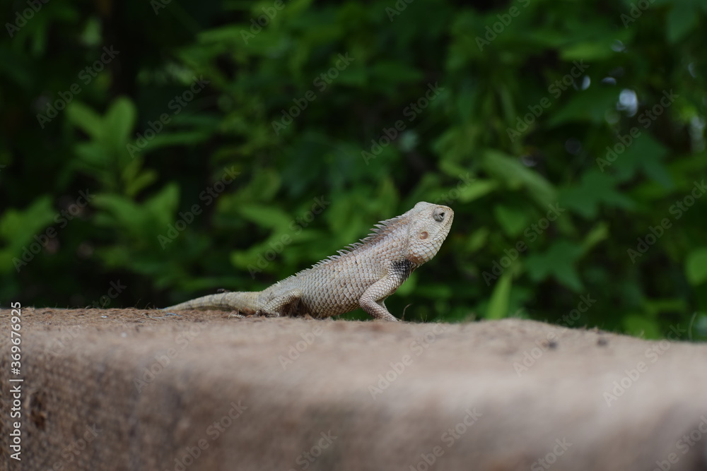 The Indian chameleon(Chamaeleo zeylanicus) is found in Sri Lanka, India, and other parts of South Asia. This species has a long tongue, feet that are shaped into bifid claspers, a prehensile tail. The Indian chameleon(Chamaeleo zeylanicus) is found in Sri Lanka, India, and other parts of South Asia. This species has a long tongue, feet that are shaped into bifid claspers, a prehensile tail.