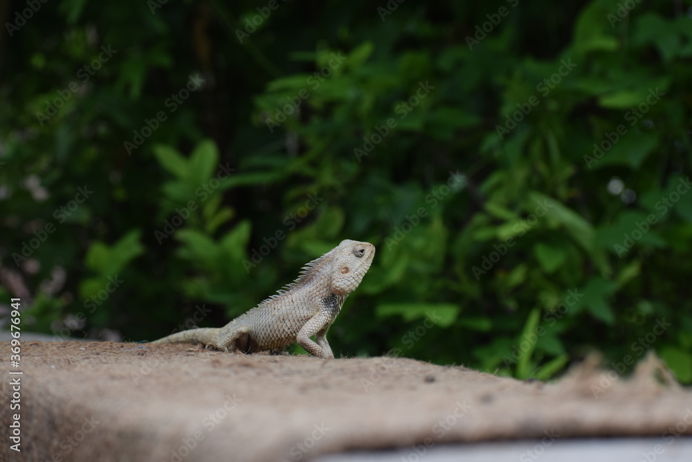The Indian chameleon(Chamaeleo zeylanicus) is found in Sri Lanka, India, and other parts of South Asia. This species has a long tongue, feet that are shaped into bifid claspers, a prehensile tail. The Indian chameleon(Chamaeleo zeylanicus) is found in Sri Lanka, India, and other parts of South Asia. This species has a long tongue, feet that are shaped into bifid claspers, a prehensile tail.