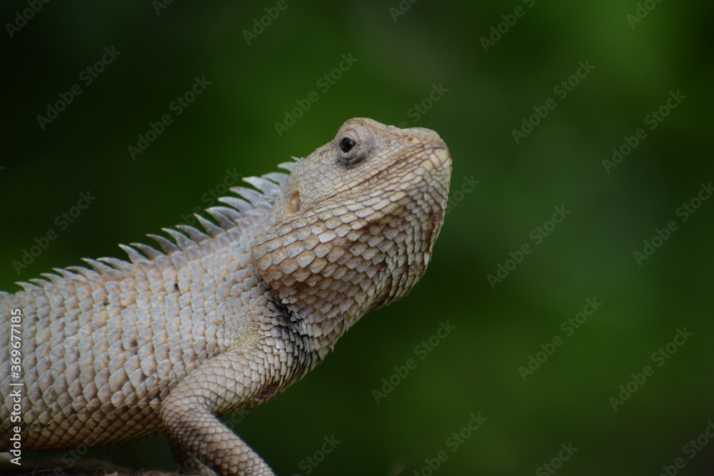 Fototapeta premium The Indian chameleon(Chamaeleo zeylanicus) is found in Sri Lanka, India, and other parts of South Asia. This species has a long tongue, feet that are shaped into bifid claspers, a prehensile tail.
