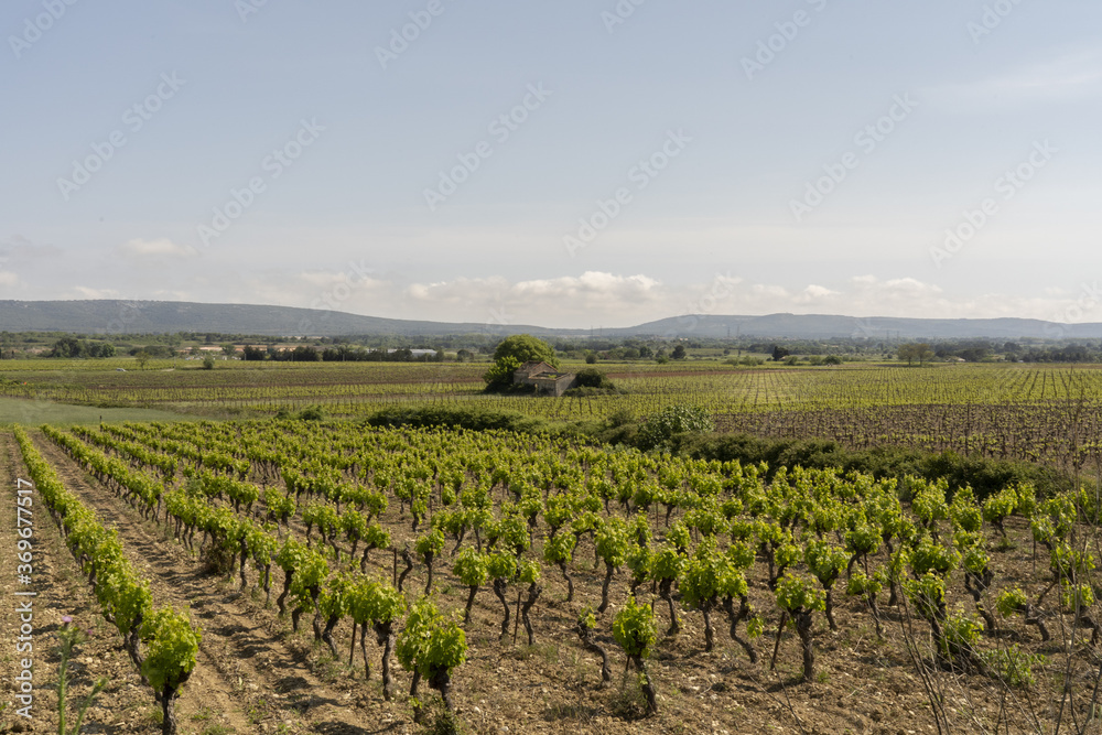 View of some vineyards in south of France