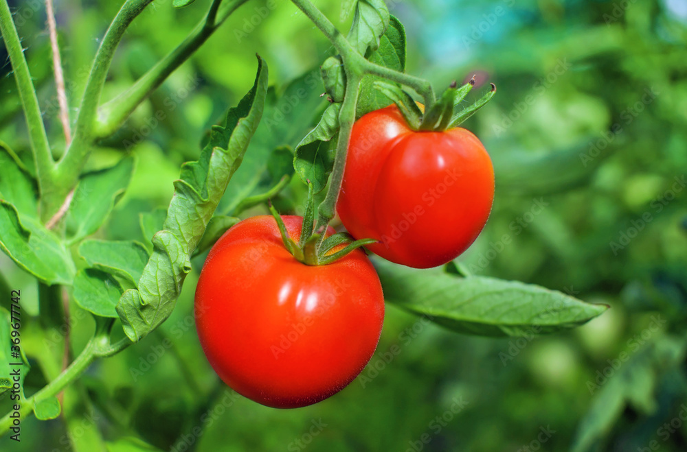 Two ripe red tomatoes grow in a greenhouse. Close-up