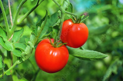 Two ripe red tomatoes grow in a greenhouse. Close-up