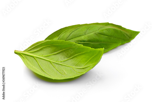 Basil leaves, isolated on white background