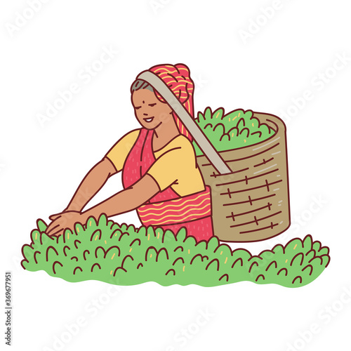Woman character picking up tea leaves, cartoon vector illustration isolated.