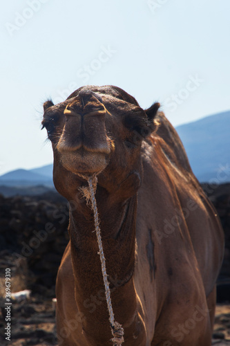 Portrait of a camel