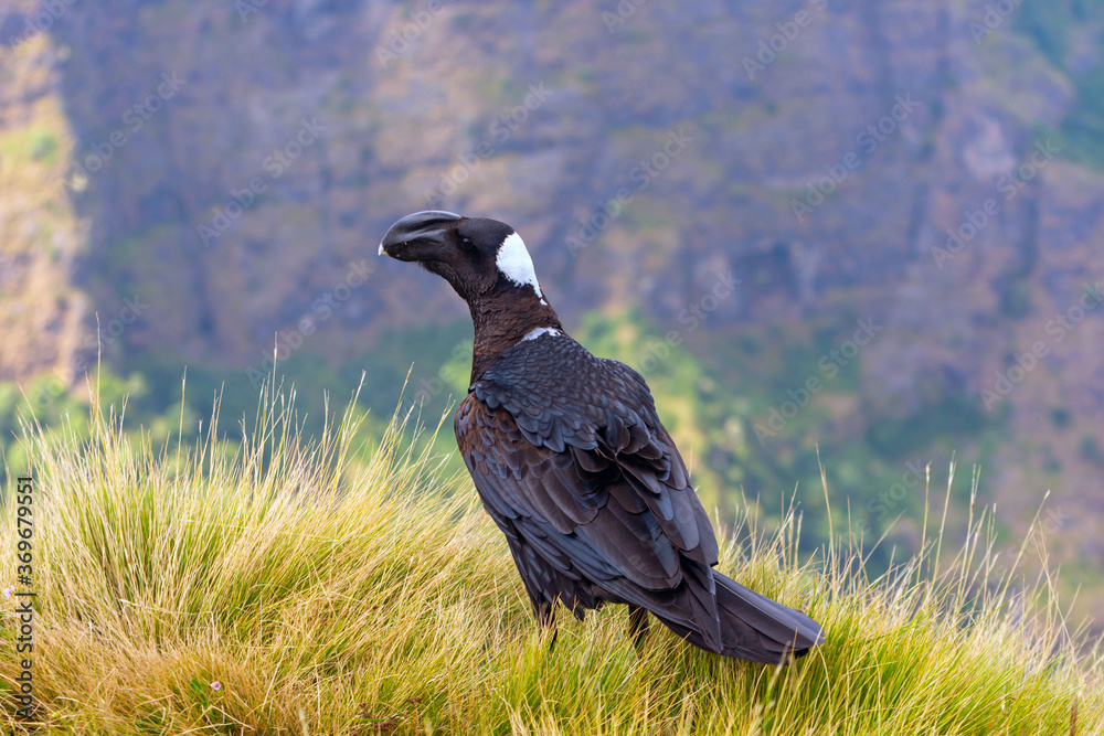 Fototapeta premium Thick-billed raven bird on the grass, Simien mountains