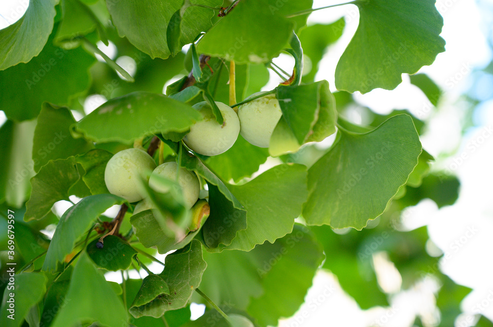 Fototapeta premium Ginkgo fruit grow on trees close-up