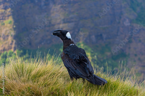 Thick-billed raven bird on the grass  Simien mountains