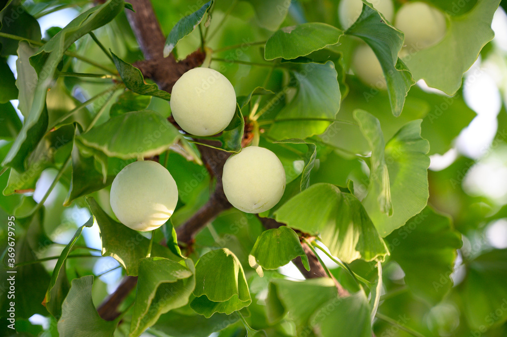 Ginkgo fruit grow on trees close-up