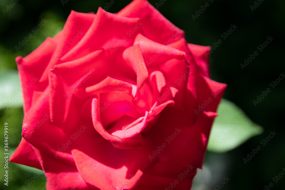 Close up of garden rose. Beautiful red rose on the branch in the Garden. Close up of garden rose. Beautiful red rose on the branch in the Garden.