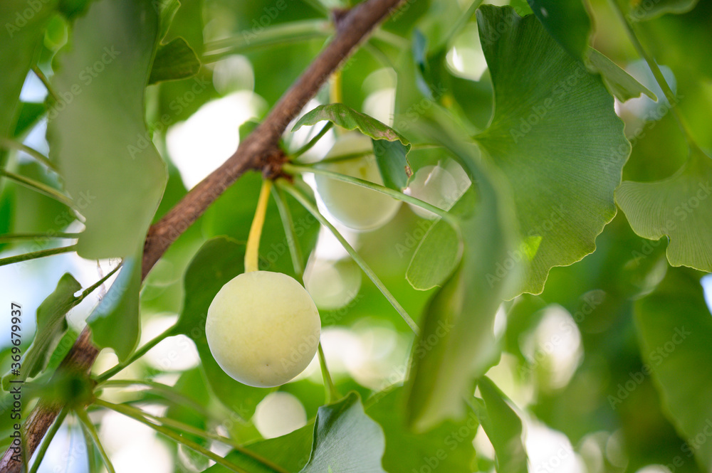 Ginkgo fruit grow on trees close-up