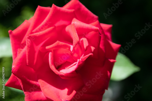 Close up of garden rose. Beautiful red rose on the branch in the Garden.