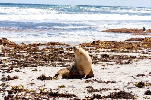 Cute Australian Sea Lion on the Kangaroo Island coastline, Seal bay, South Australia.