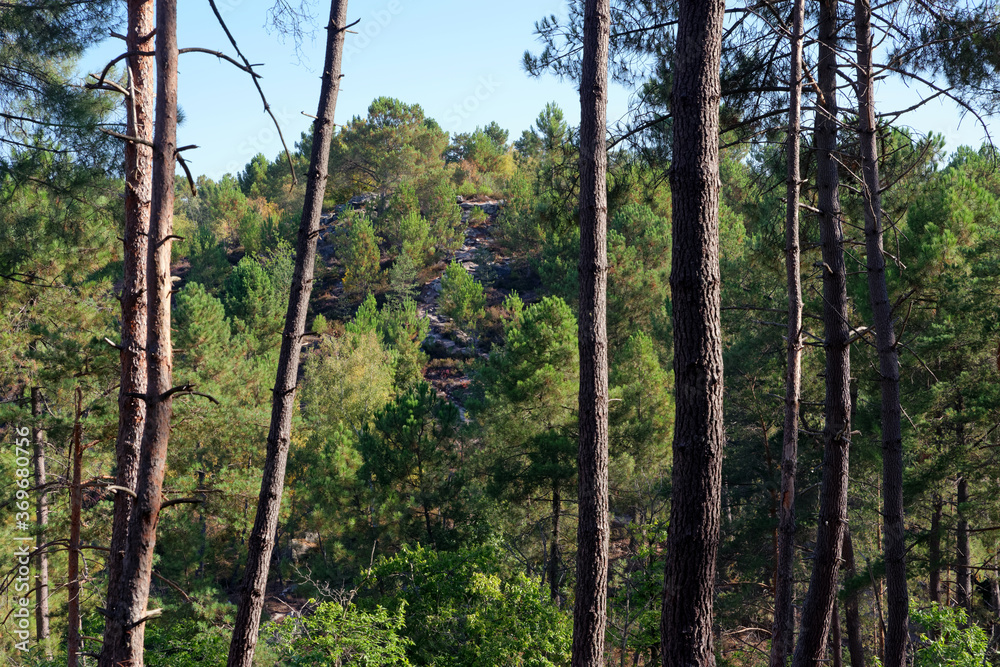 Fototapeta premium Circuit of 25 bumps hiking trail in Fontainebleau forest