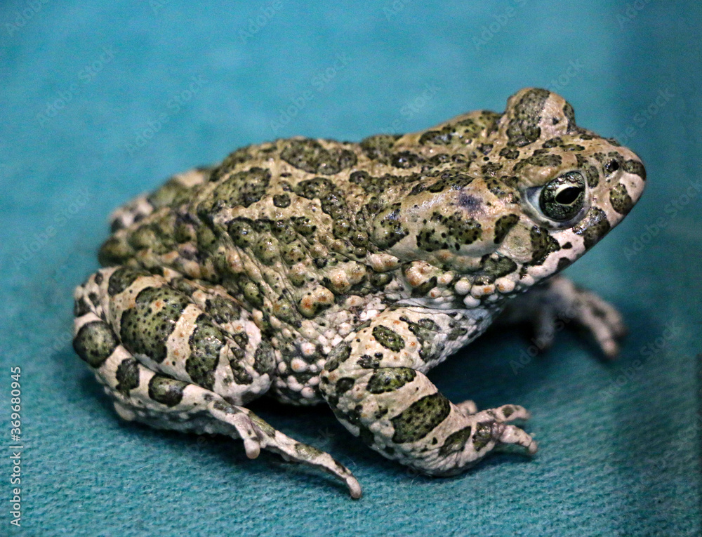 Fototapeta premium big green frog on colored background. spotted swamp toad, with large eyes and many warts.