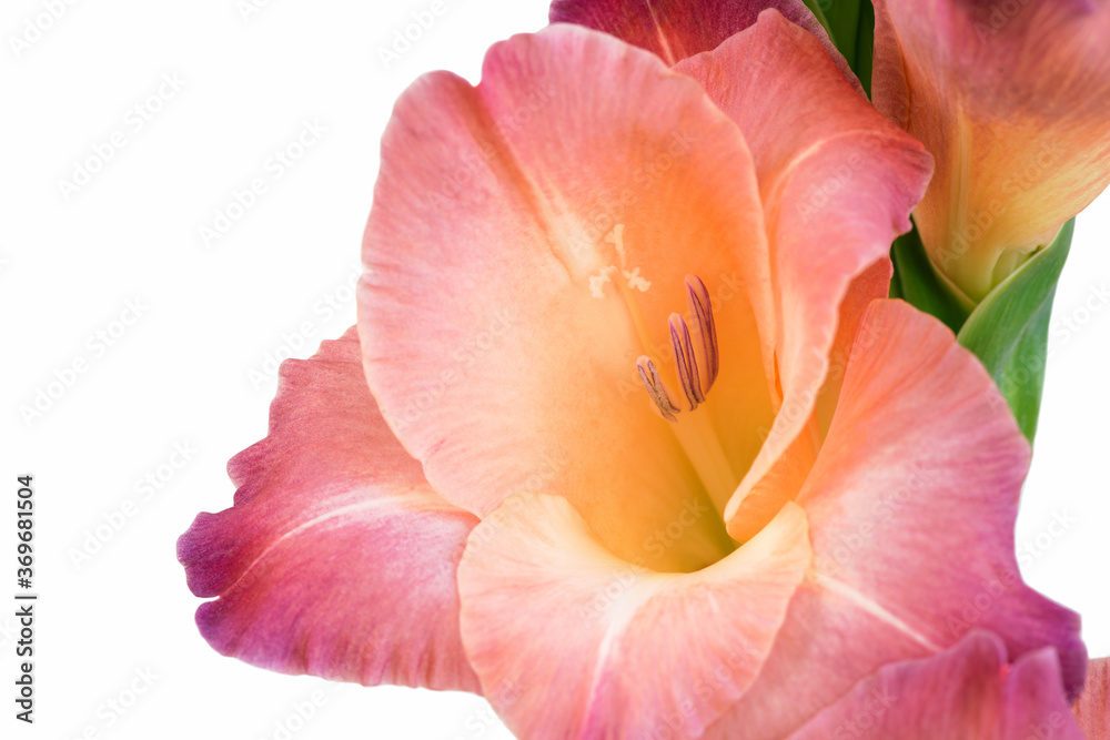Close-up of a flower on a stem of beautiful gladioli on a white background Close-up of a flower on a stem of beautiful gladioli on a white background