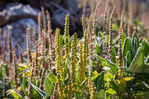 Sideritis Scardica Mountain Tea in Garden. Taurus Mountains, Antalya Province, Turkey. photo