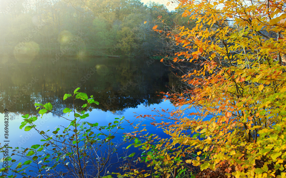 Colorful beech leaves on the sun and forest lake.