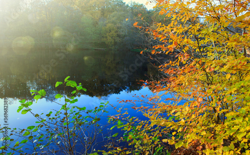 Fototapeta Naklejka Na Ścianę i Meble -  Colorful beech leaves on the sun and forest lake.
