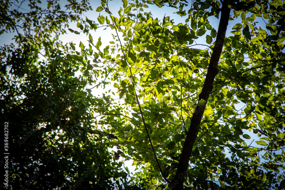 Obraz premium Sun rays shining through trees ,nature background
