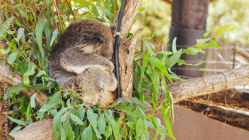 Photography koala in the tree