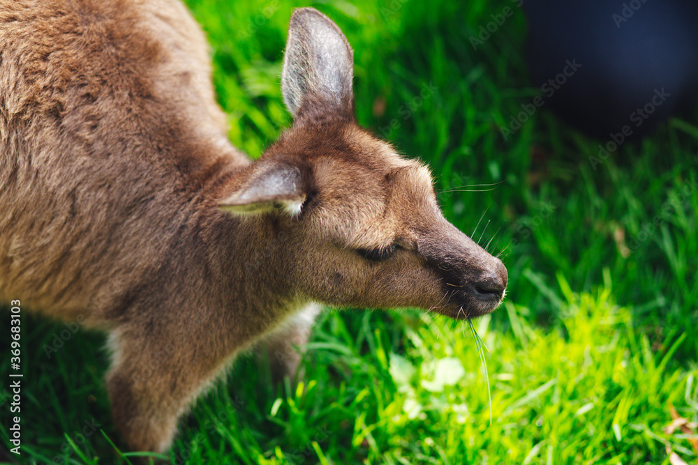 kangaroo in the park kangaroo in the park