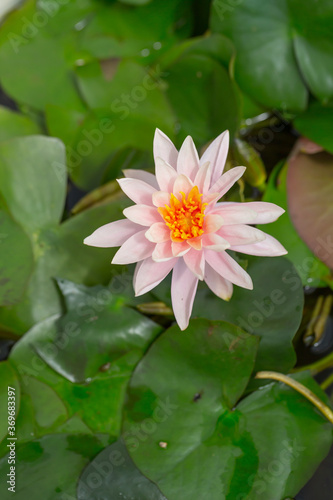 Blooming water lily and green round leaves in water   Nymphaea L.