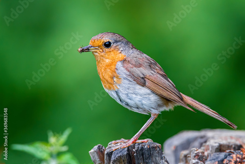 Robin bird (Erithacus rubecula) caught insects on an old wooden stump in the forest
