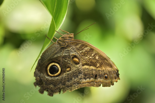 Portrait von einem Schmetterling am Blatt