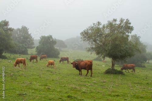 Vacas pastando en la niebla