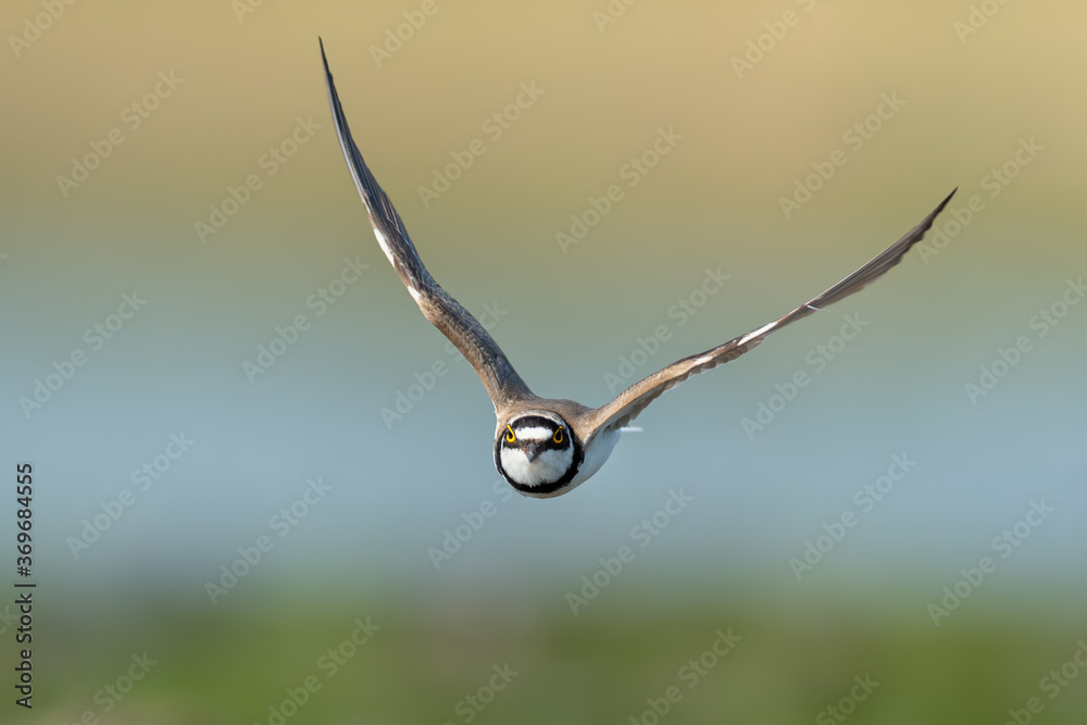 Flirty spring flights in the meadows, Little Ringed Plover
