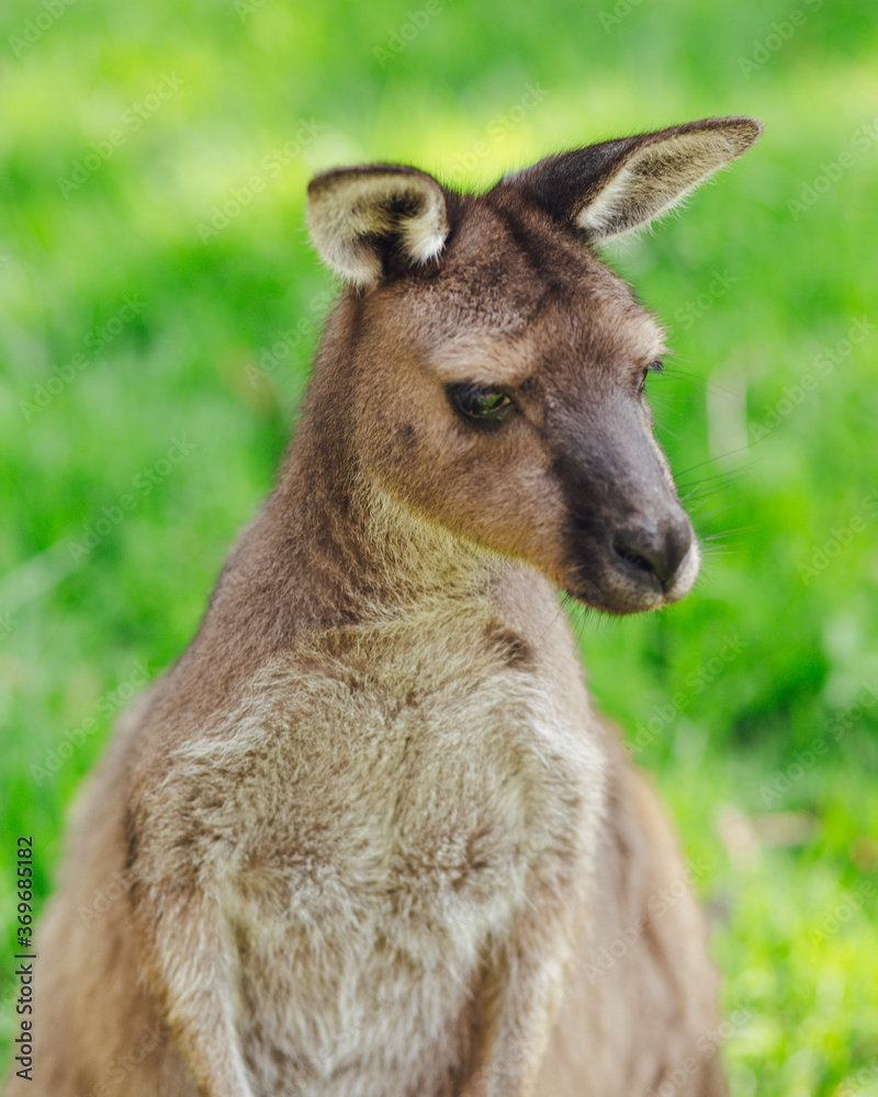 portrait of a young kangaroo in the grass