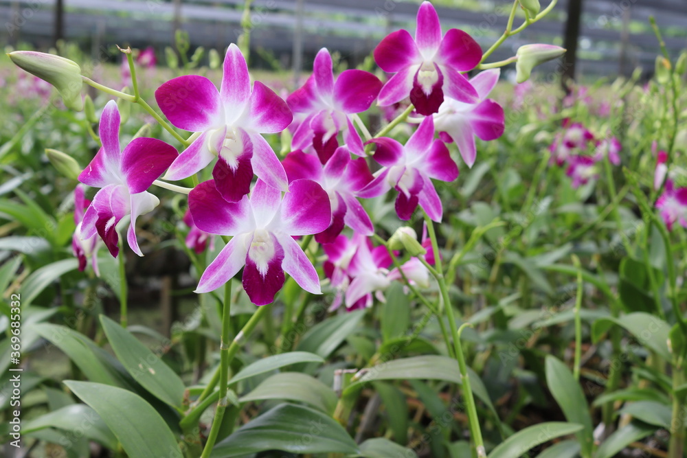 Orchid flowers purple blooming on green leaves and tree closeup in the Thailand garden. Orchid flowers purple blooming on green leaves and tree closeup in the Thailand garden.