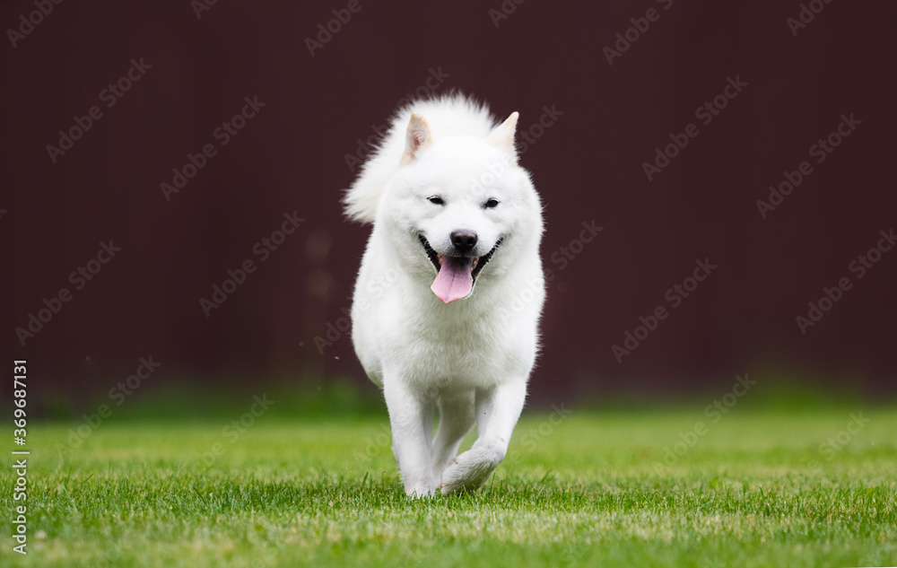 hokkaido dog running