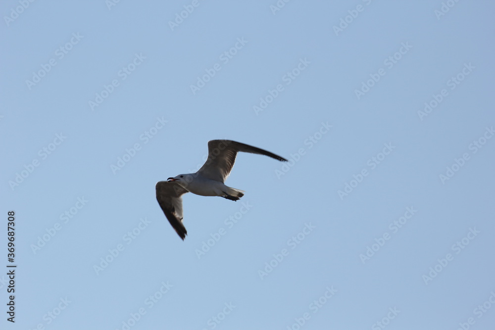 Obraz premium gaviota y morito común volando en el dela del ebro