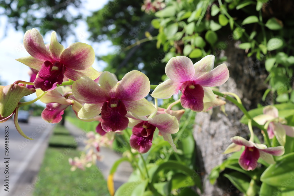 Obraz premium Orchid flowers purple blooming on green leaves and tree closeup in the Thailand garden.
