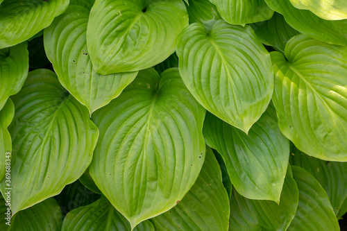Fotografie Rich green leaf of tropical plant hosta sum and substance