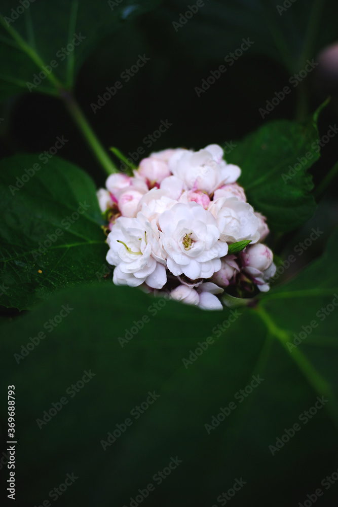 Fototapeta premium pink rose flower