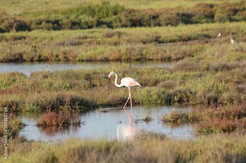 flamencos en humedal del delta del ebro © RaldaPhoto