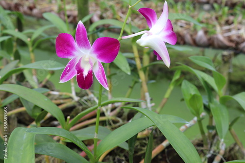 Orchid flowers purple blooming on green leaves and tree closeup in the Thailand garden.
